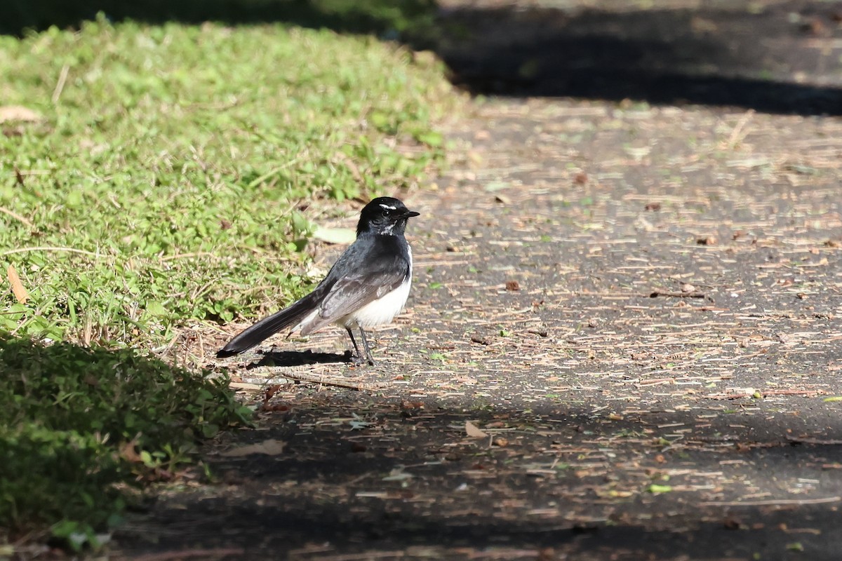 Willie-wagtail - ML620562319