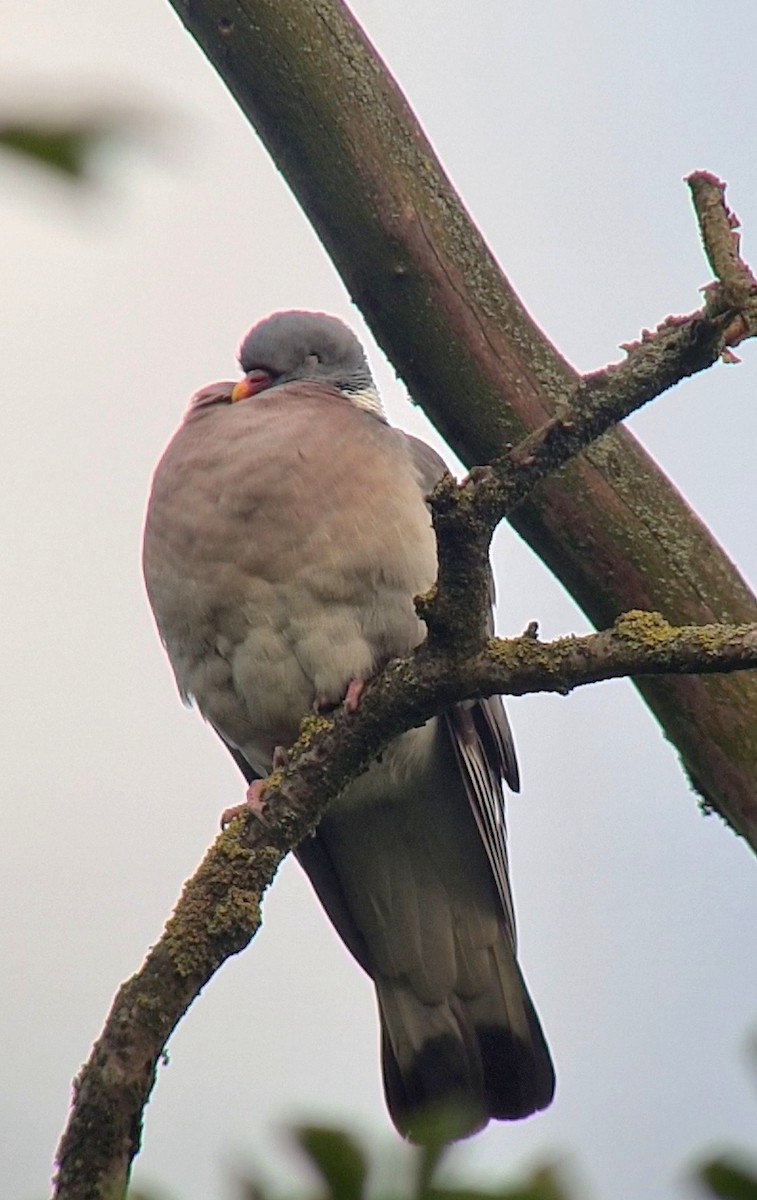 Common Wood-Pigeon - ML620562321