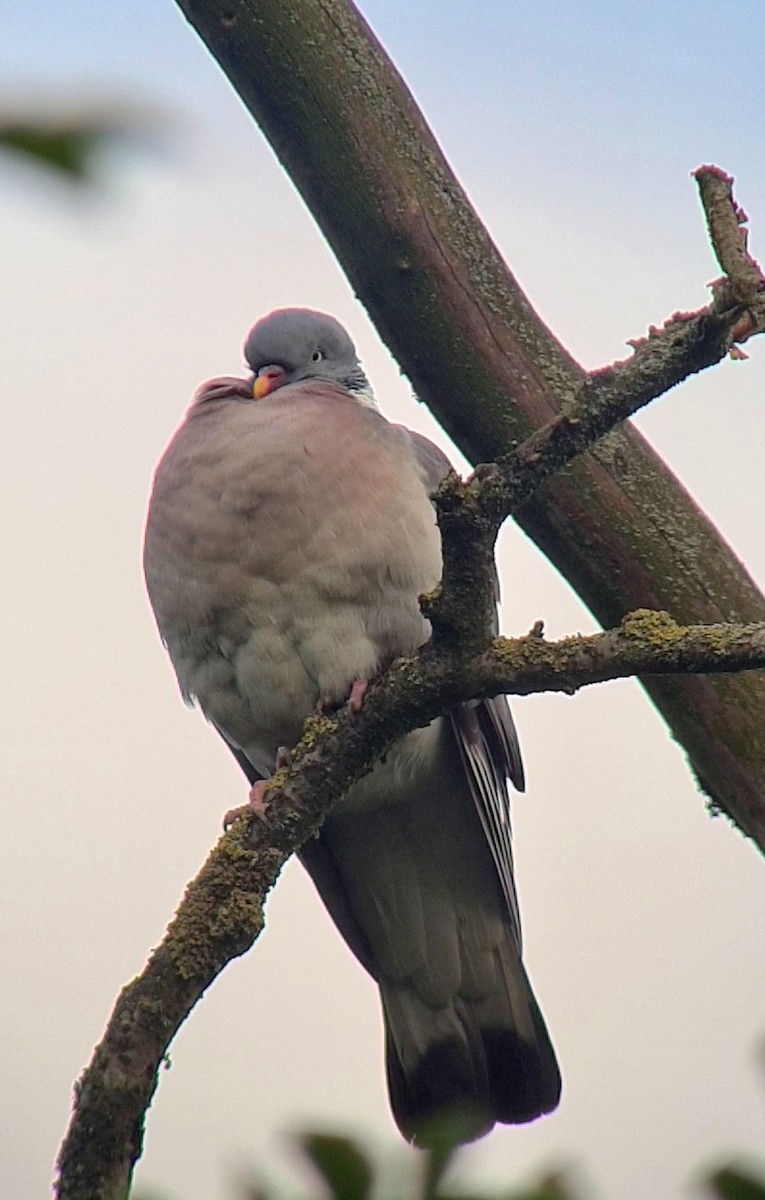 Common Wood-Pigeon - ML620562322