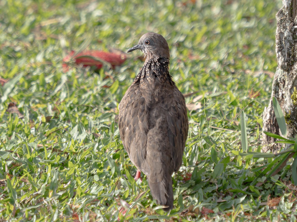 珠頸斑鳩 - ML620562323