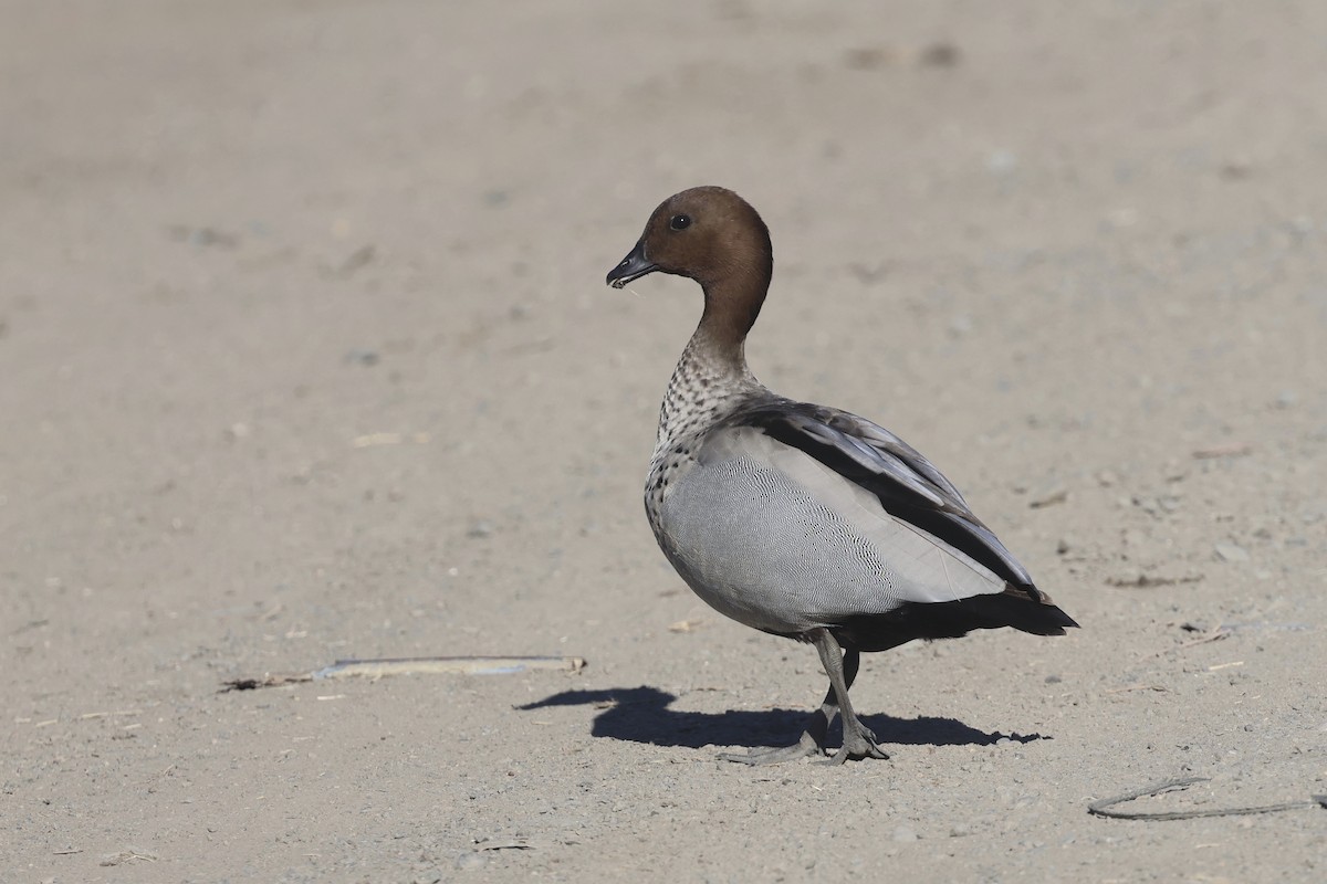 Canard à crinière - ML620562334