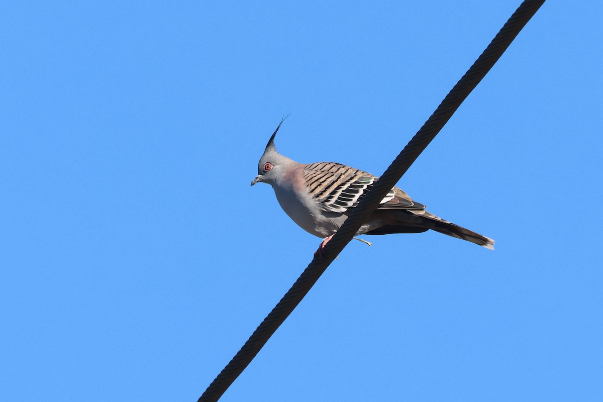 Crested Pigeon - ML620562338