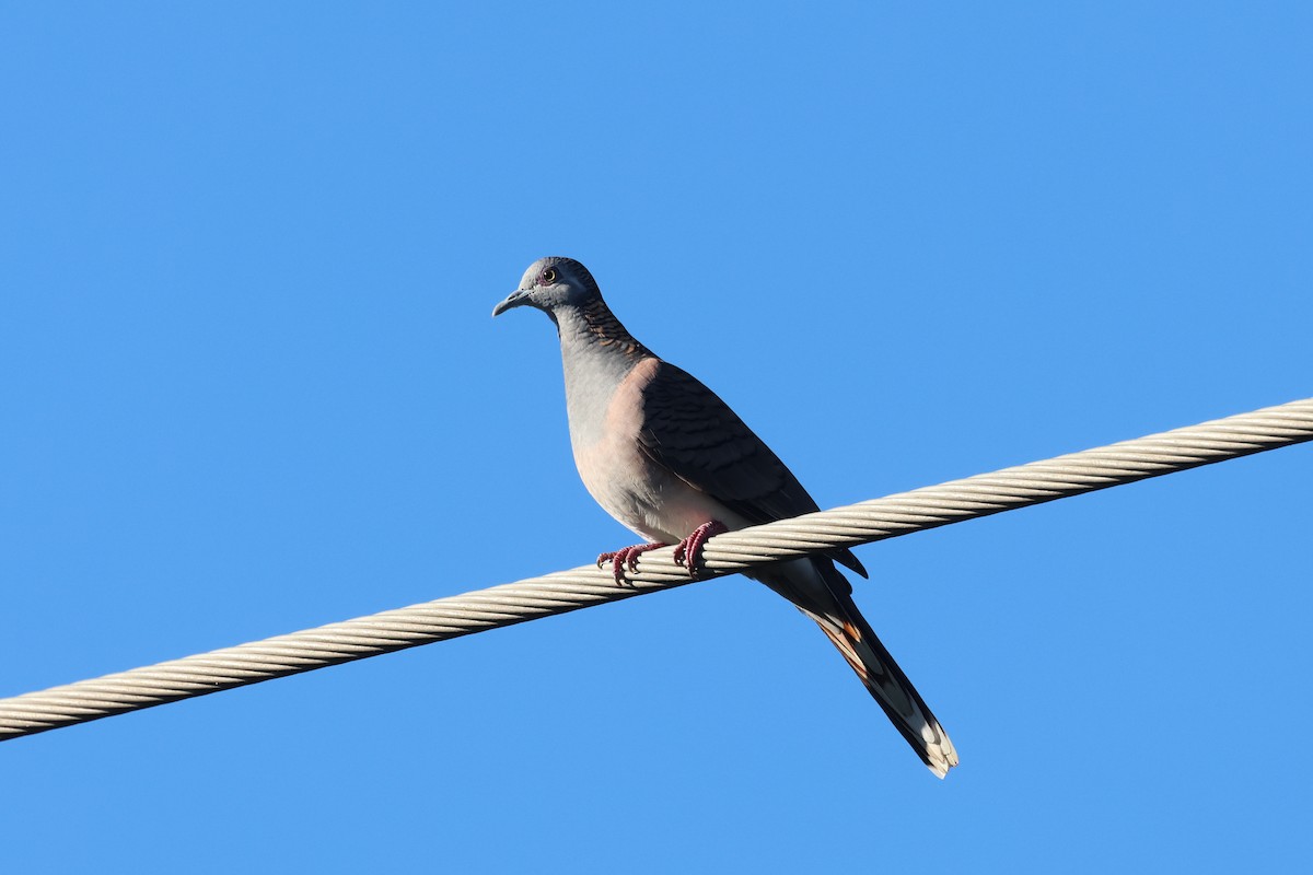 Bar-shouldered Dove - ML620562341