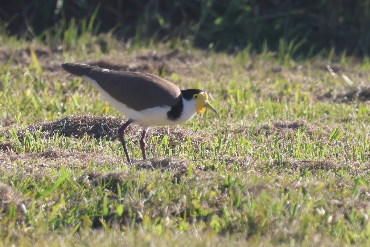 Masked Lapwing - ML620562343