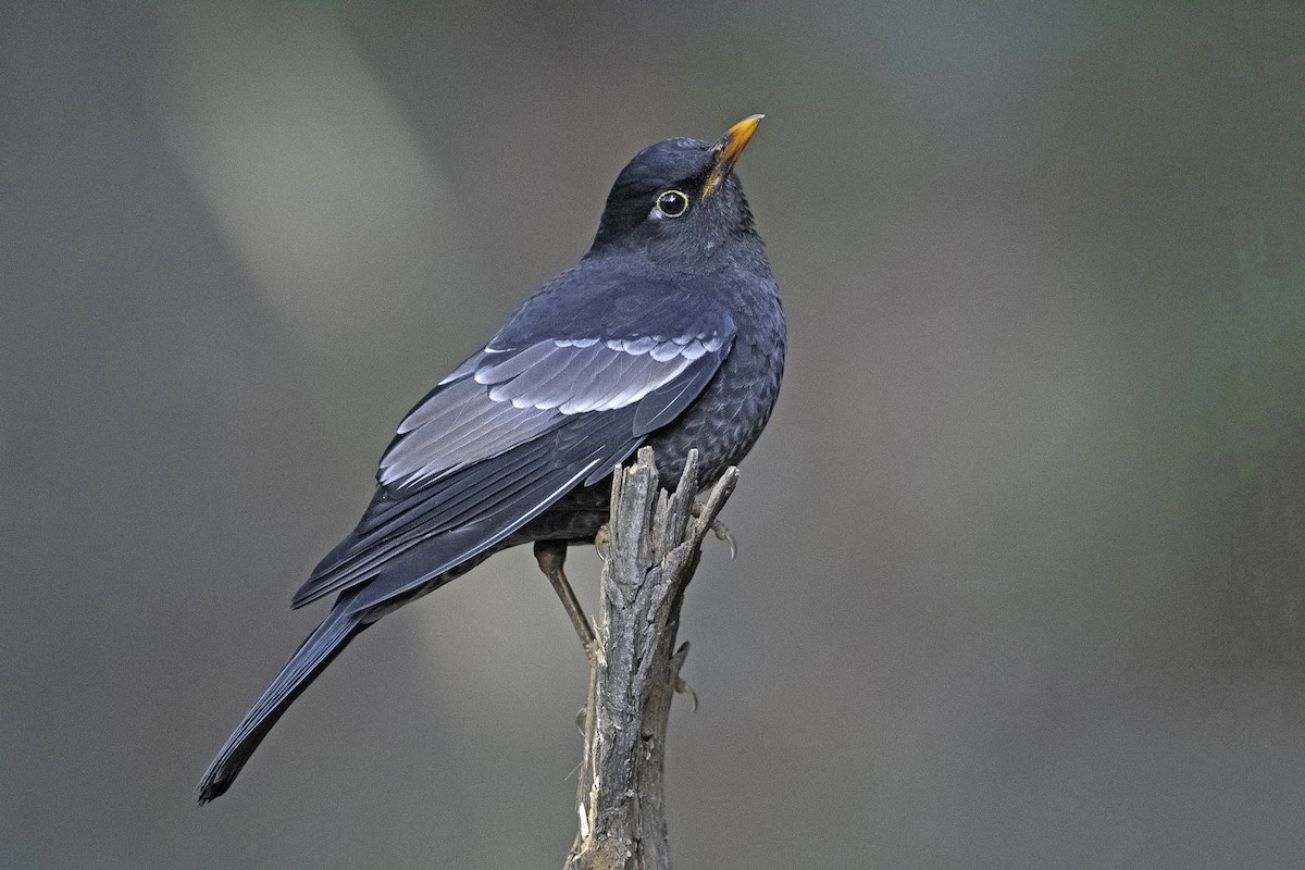 Gray-winged Blackbird - ML620562352