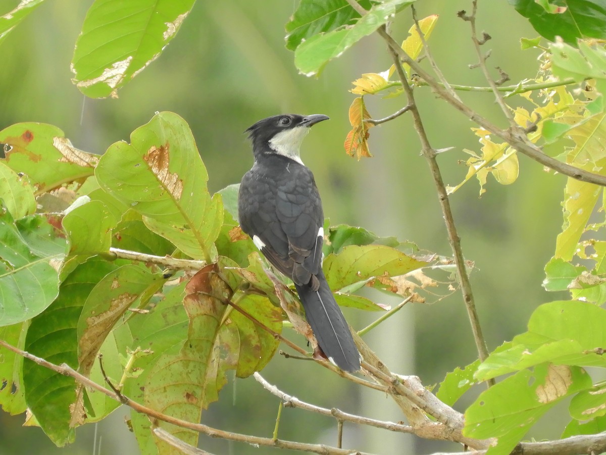 Pied Cuckoo - ML620562353