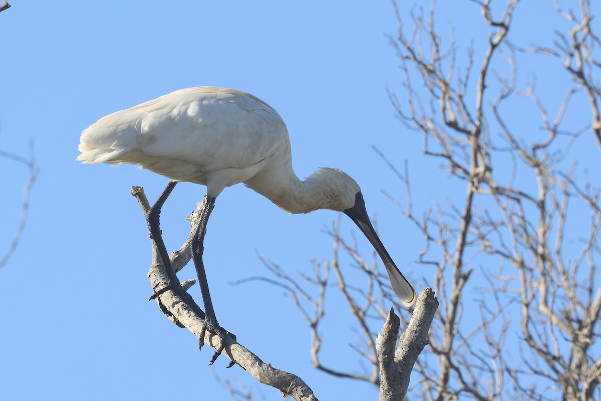 Royal Spoonbill - Dennis Devers