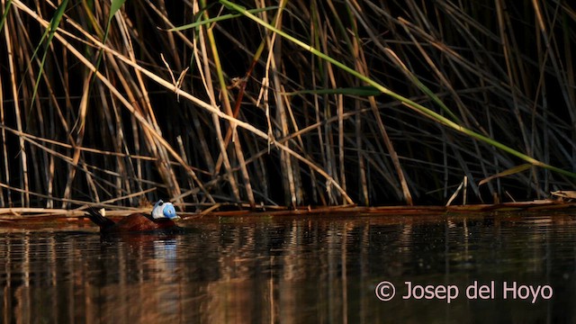 White-headed Duck - ML620562362