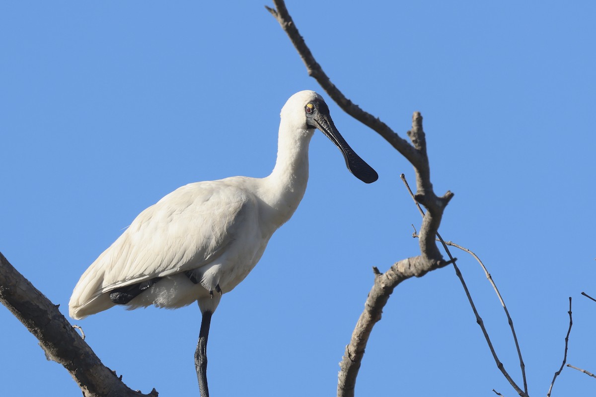 Espátula Real - ML620562364