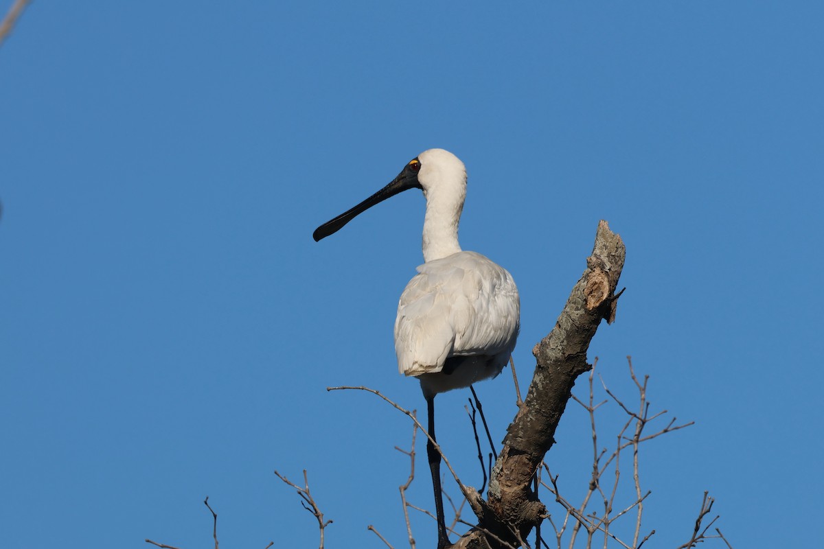 Royal Spoonbill - ML620562366