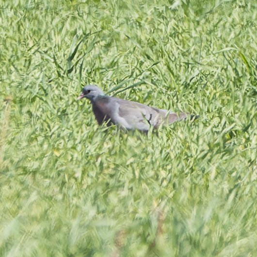 Stock Dove - Sergey Krasnoperov