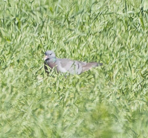 Stock Dove - ML620562368