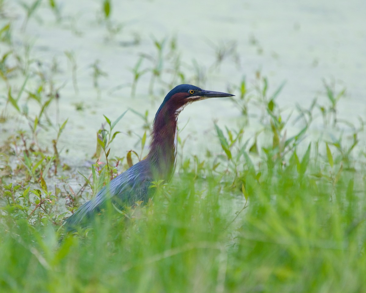 Green Heron - ML620562375