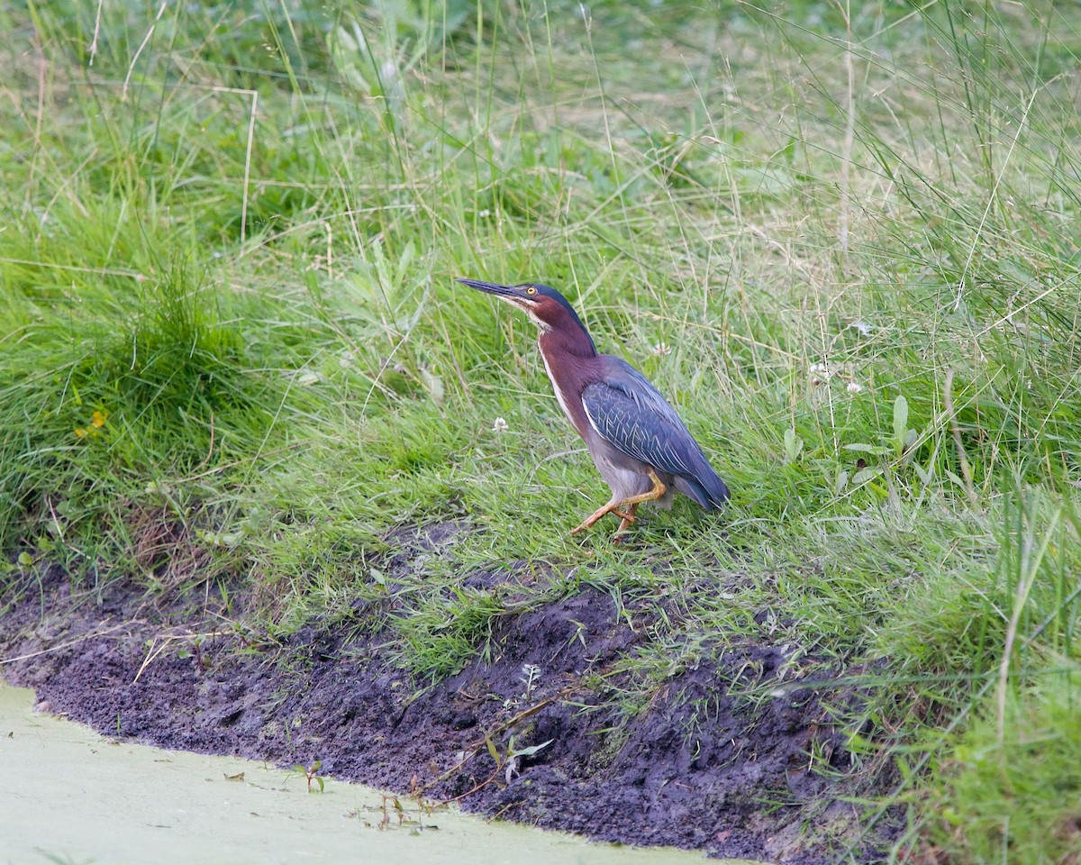 Green Heron - ML620562376