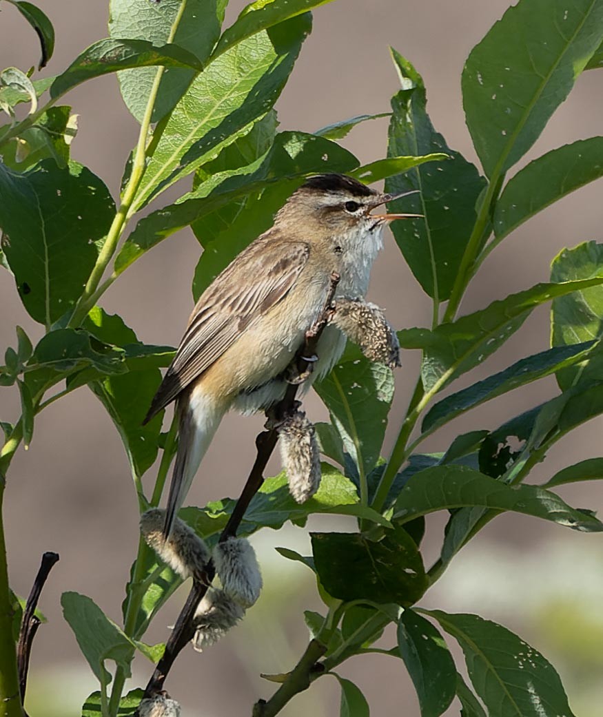 Sedge Warbler - ML620562378