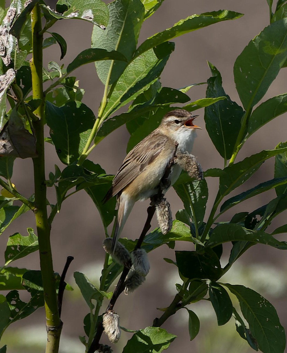 Sedge Warbler - ML620562379