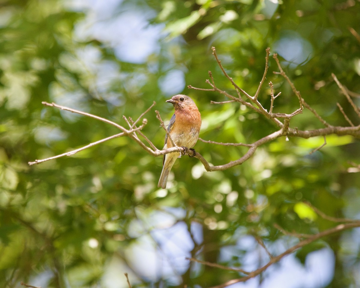 Eastern Bluebird - ML620562382