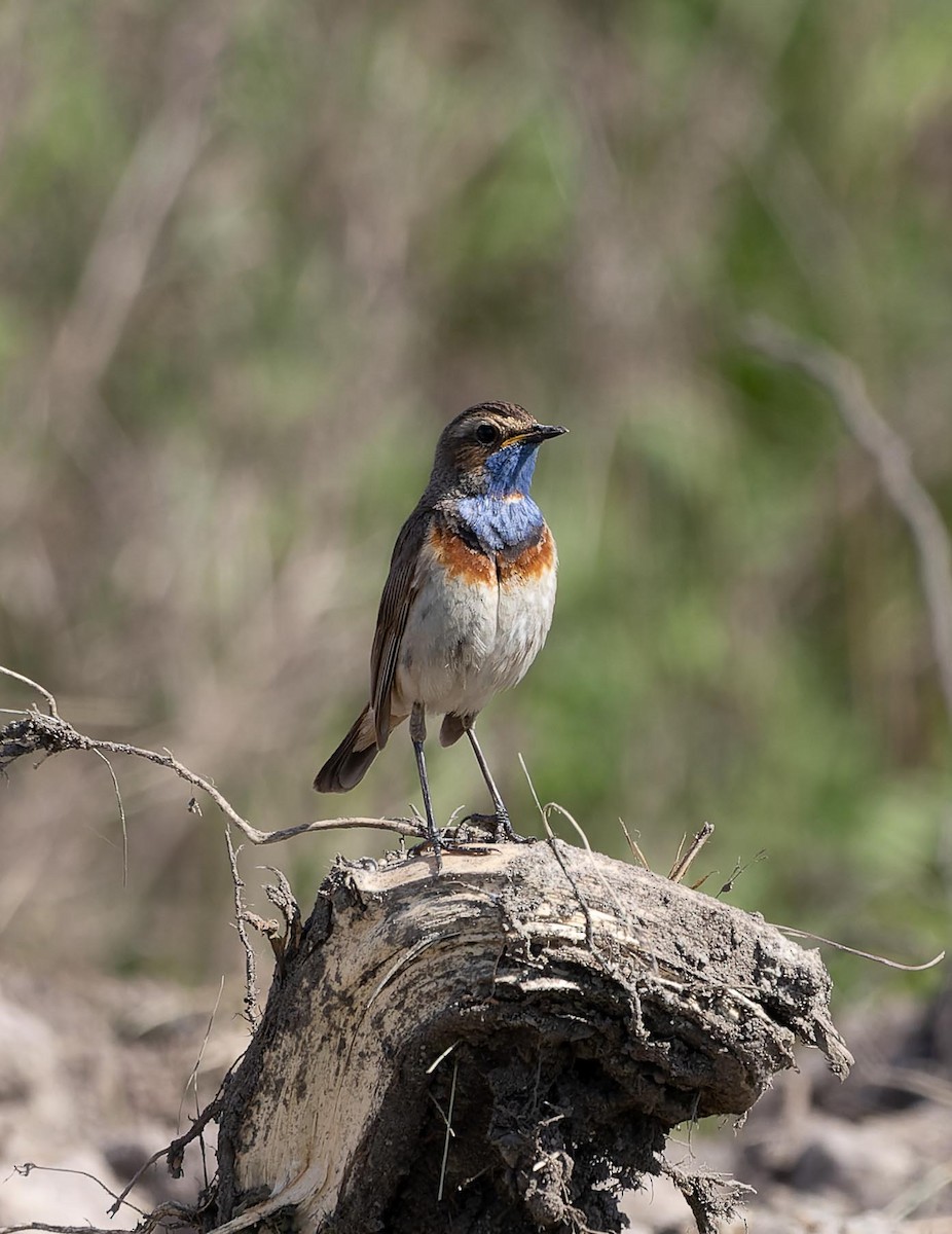 Bluethroat - ML620562386