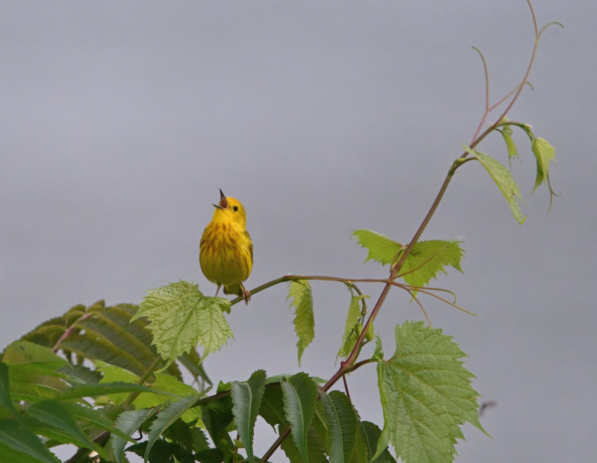 Yellow Warbler - ML620562391