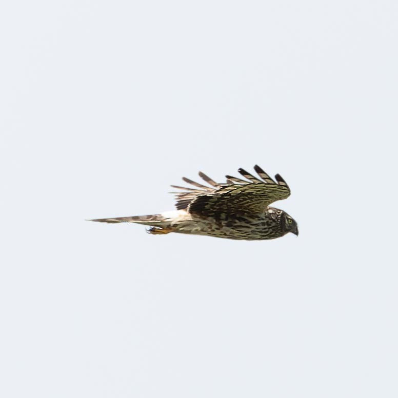 Hen Harrier - ML620562392