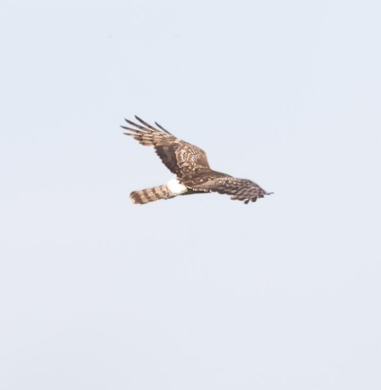 Hen Harrier - ML620562393