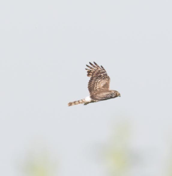 Hen Harrier - ML620562394