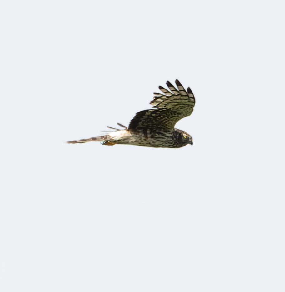 Hen Harrier - ML620562395