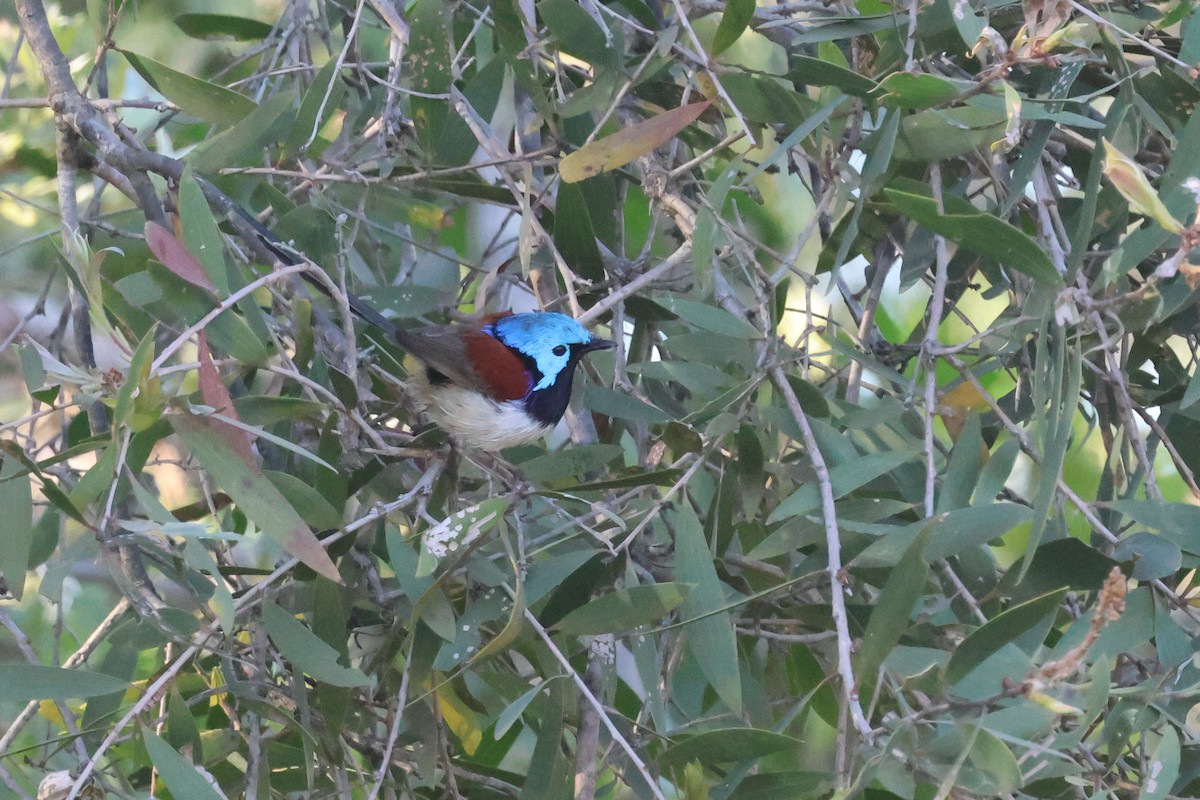 Variegated Fairywren - ML620562397