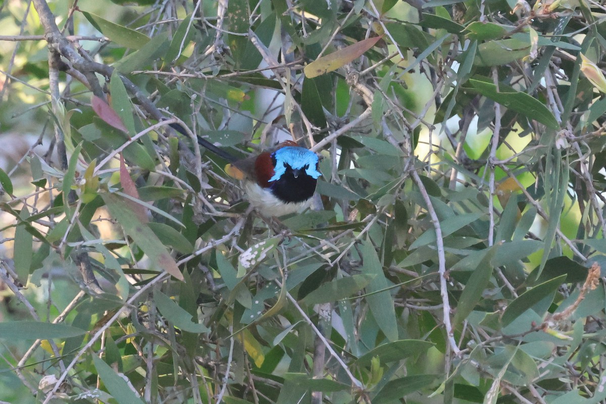 Variegated Fairywren - ML620562398