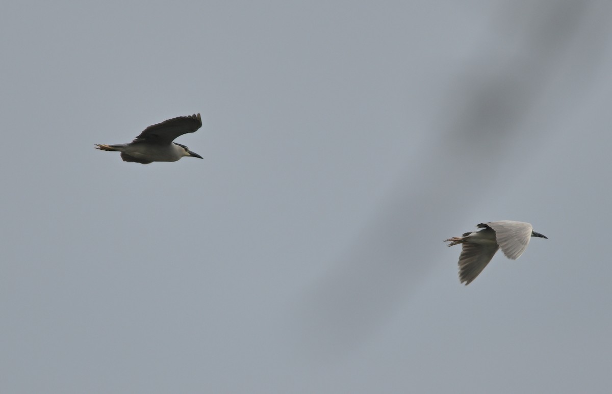 Black-crowned Night Heron - ML620562402