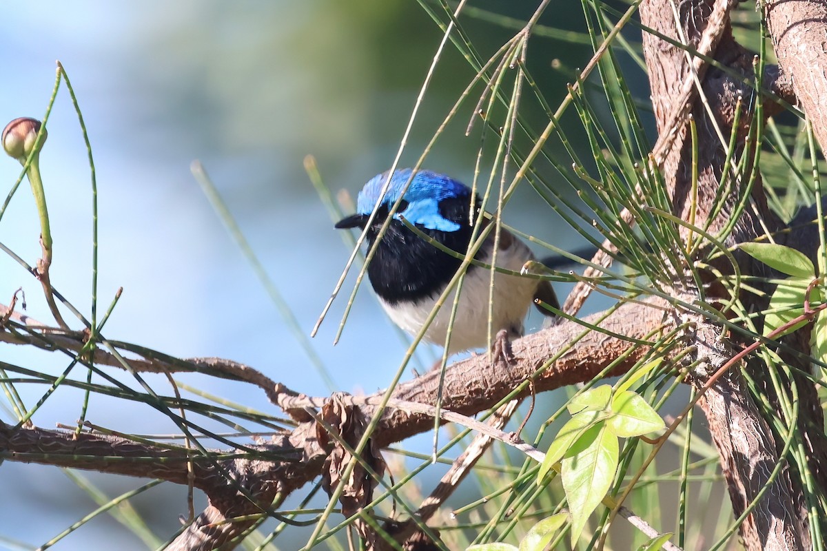 Variegated Fairywren - ML620562404