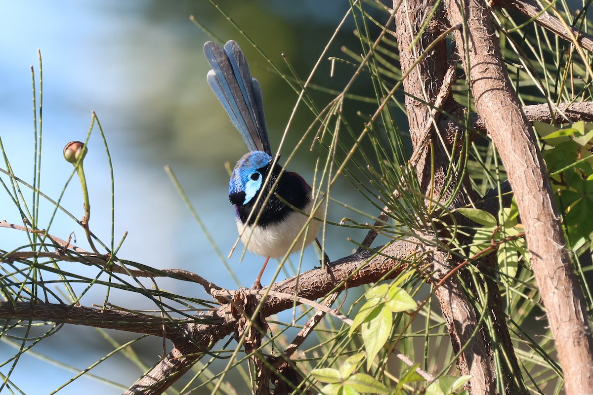 Variegated Fairywren - ML620562405