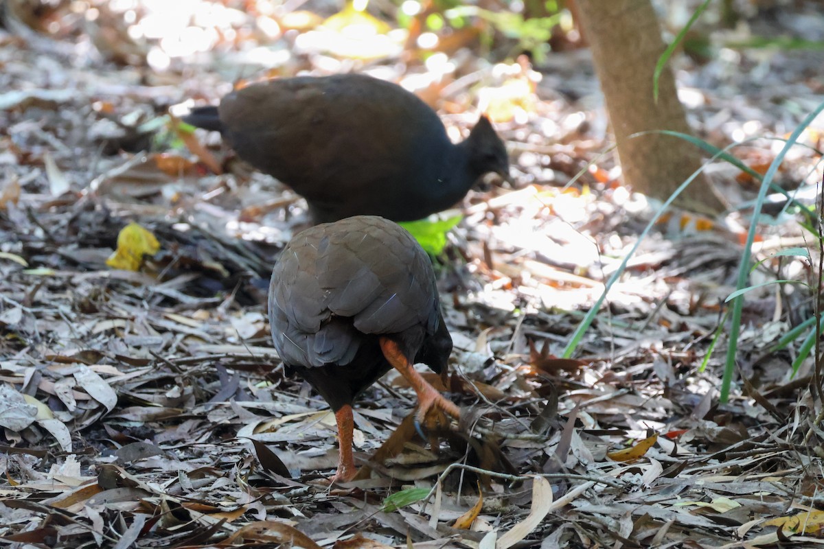 Orange-footed Megapode - ML620562406