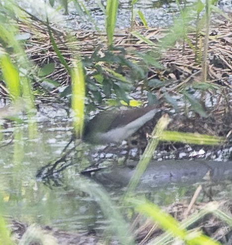 Green Sandpiper - ML620562409