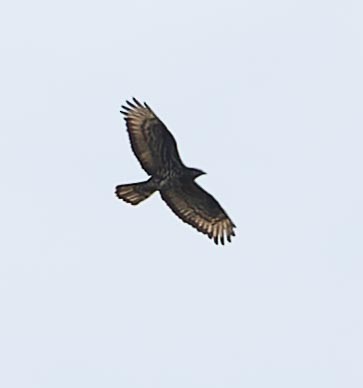 European Honey-buzzard - ML620562412