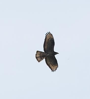 European Honey-buzzard - ML620562413