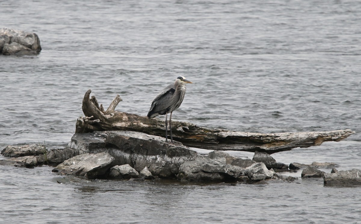 Great Blue Heron - ML620562418