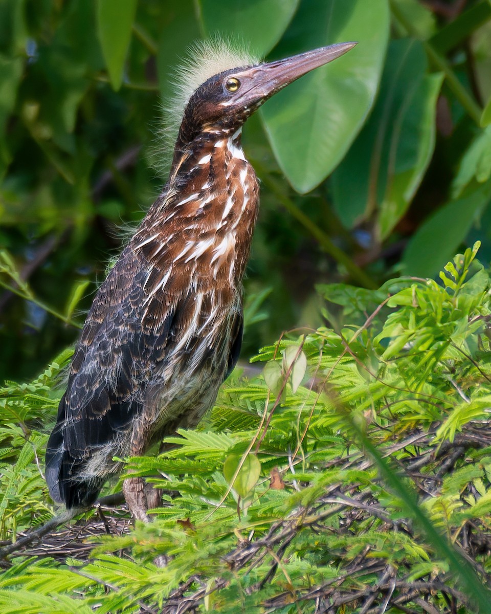 Black Bittern - ML620562422