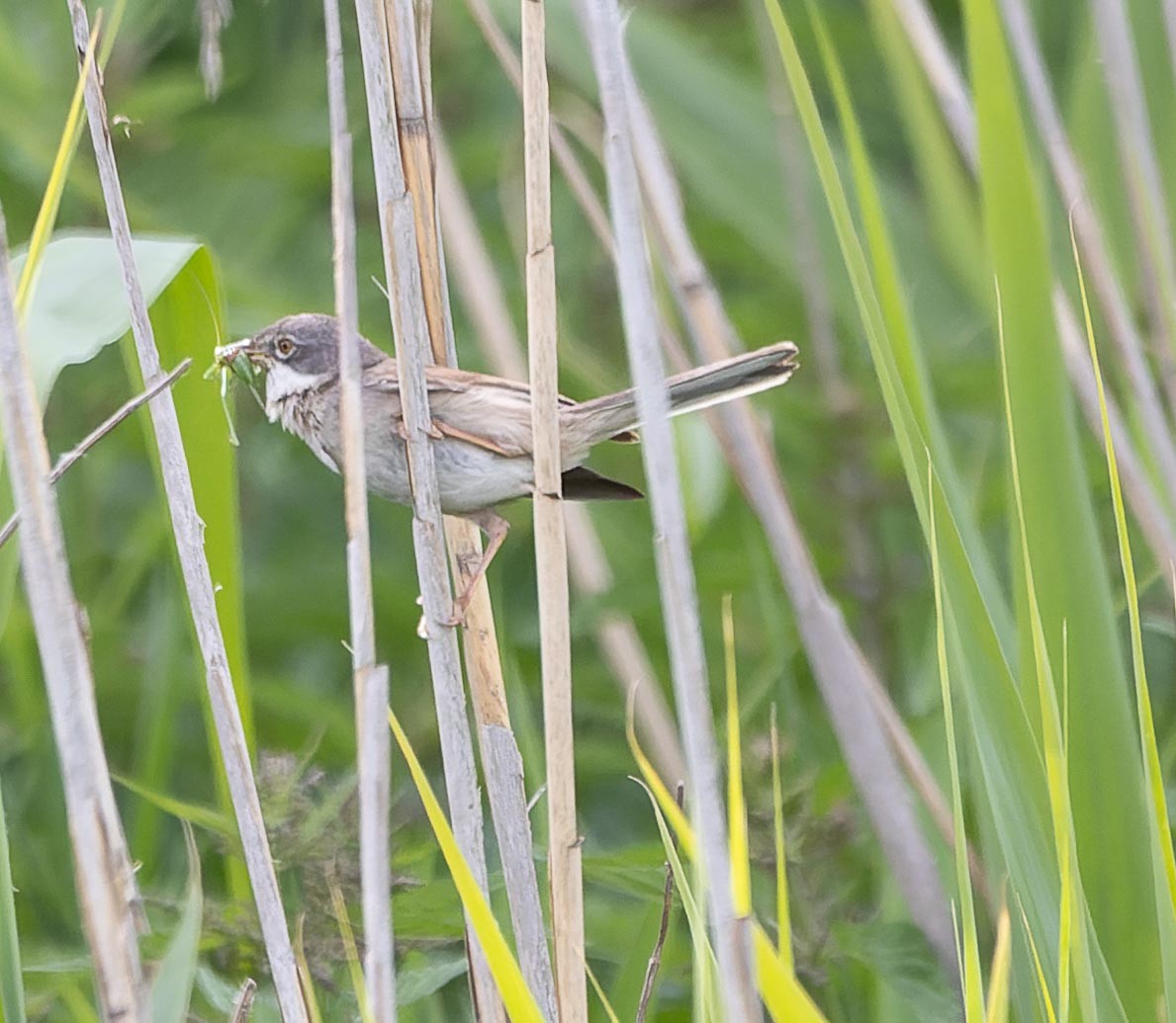 Greater Whitethroat - ML620562423