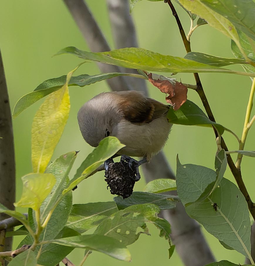 Eurasian Penduline-Tit - ML620562435