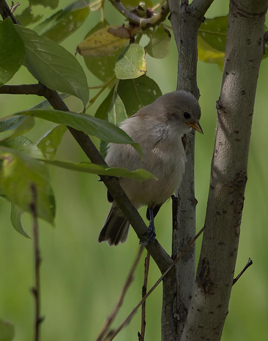 Eurasian Penduline-Tit - ML620562436