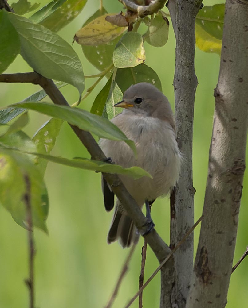 Eurasian Penduline-Tit - ML620562437