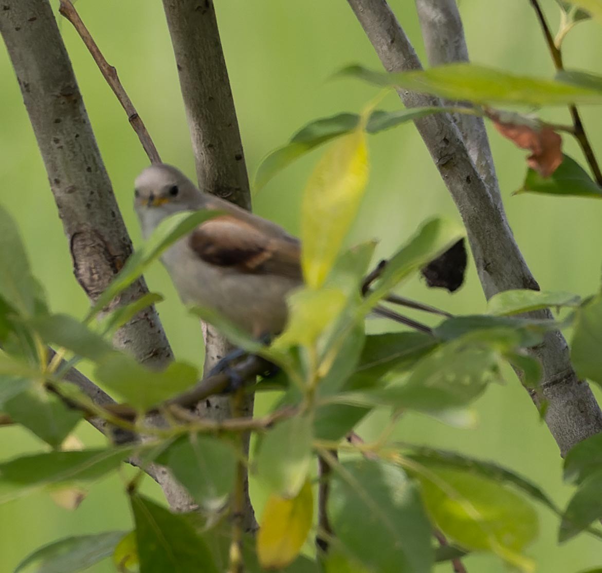 Eurasian Penduline-Tit - Sergey Krasnoperov