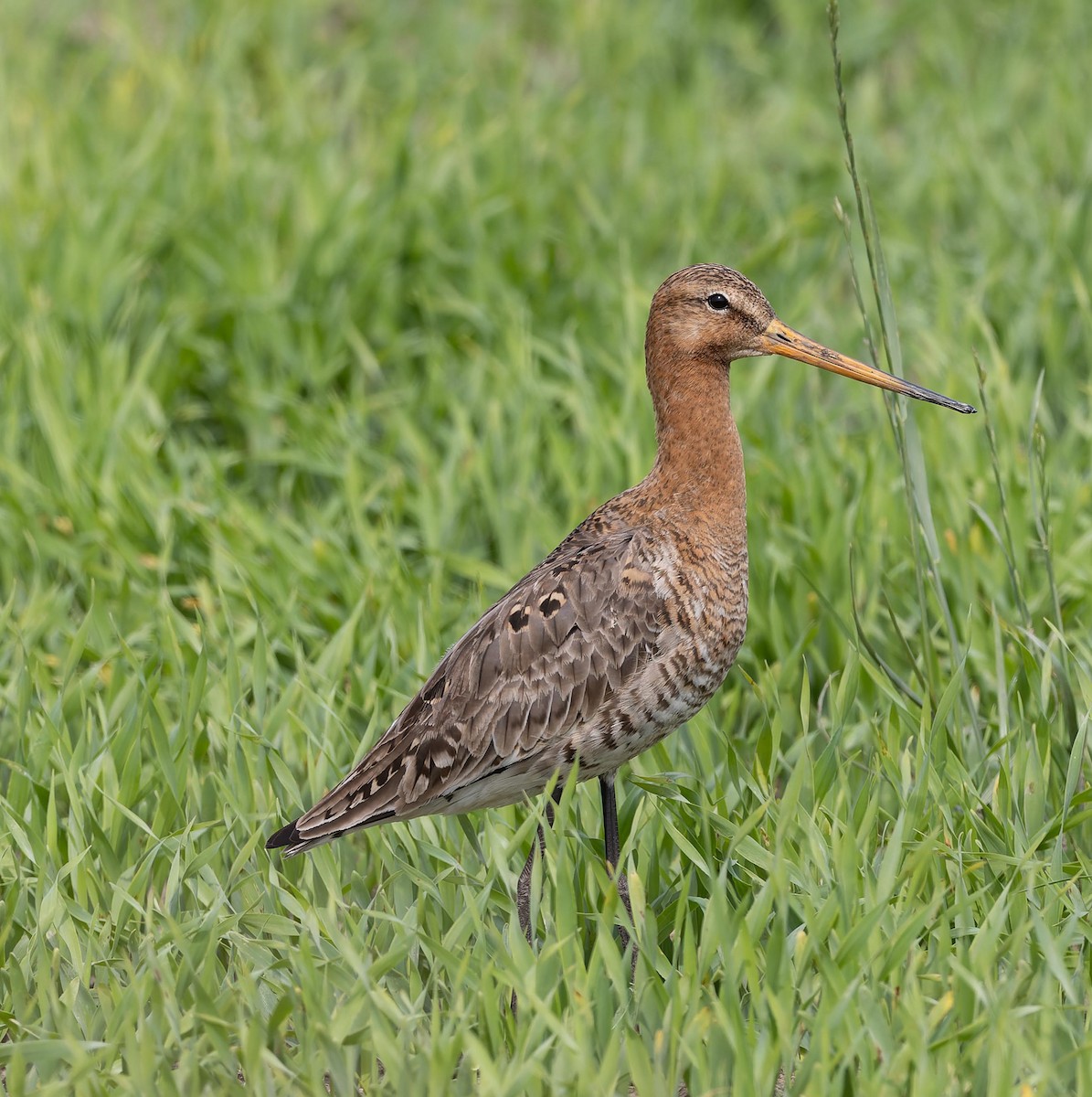 Black-tailed Godwit - ML620562445