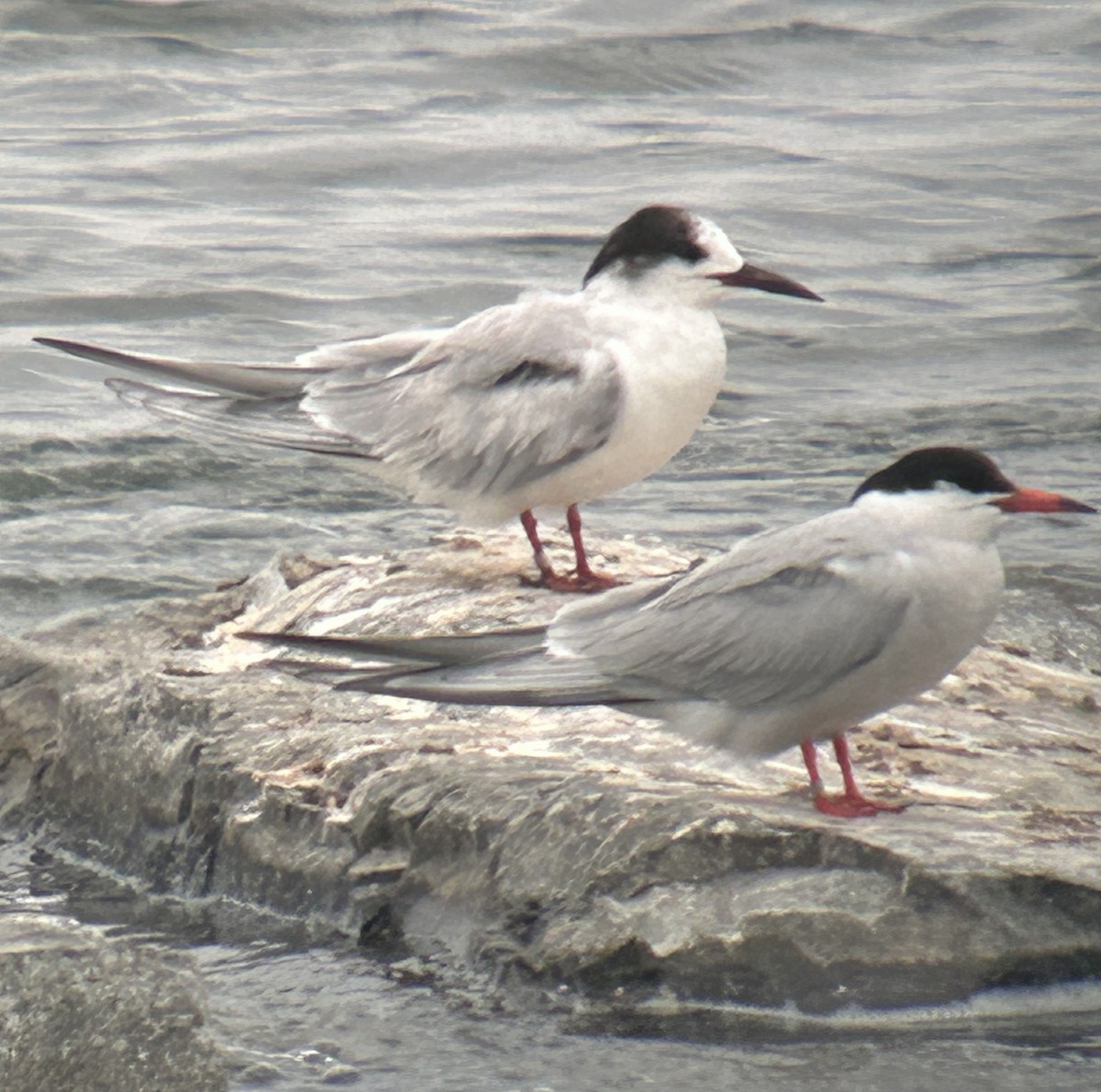 Common Tern - ML620562447