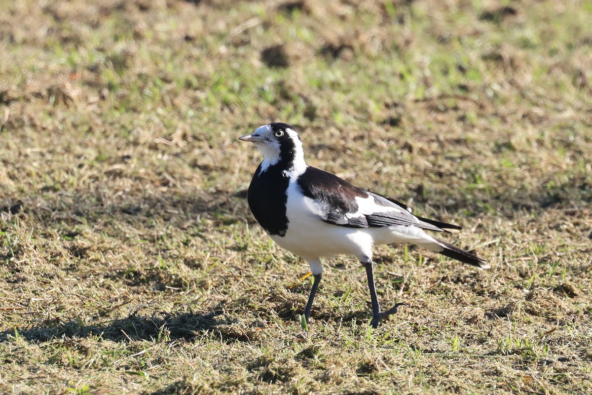 Magpie-lark - ML620562448