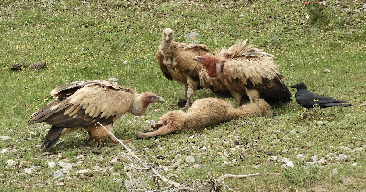 Himalayan Griffon - ML620562451