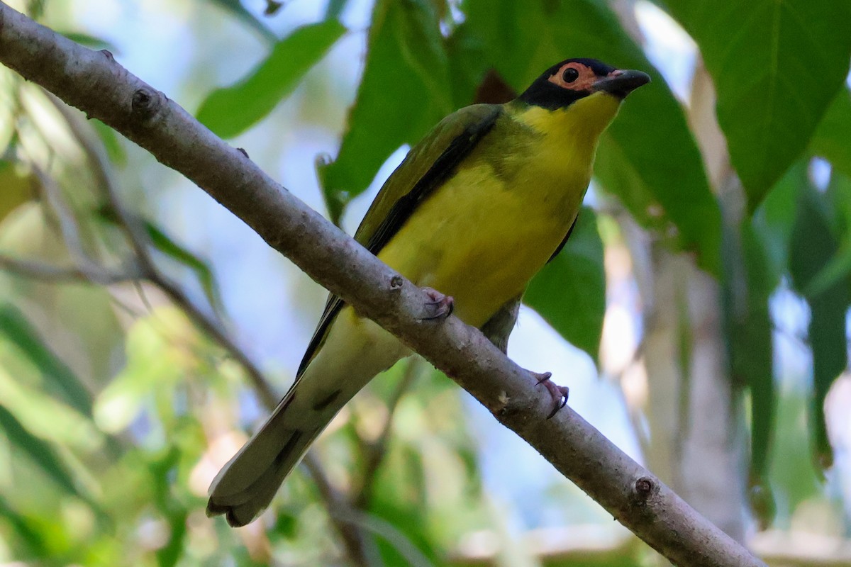 Australasian Figbird - ML620562454