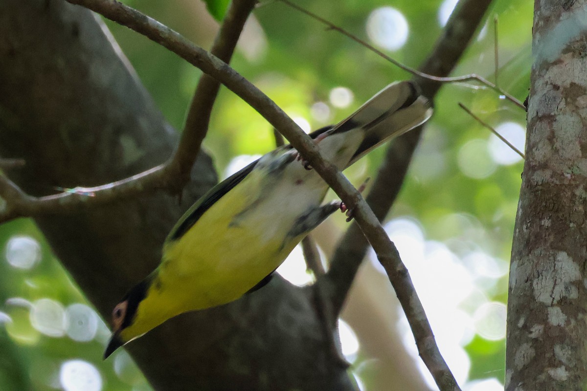 Australasian Figbird - ML620562455