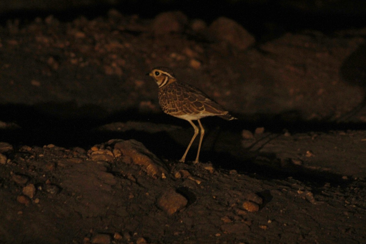 Three-banded Courser - ML620562458